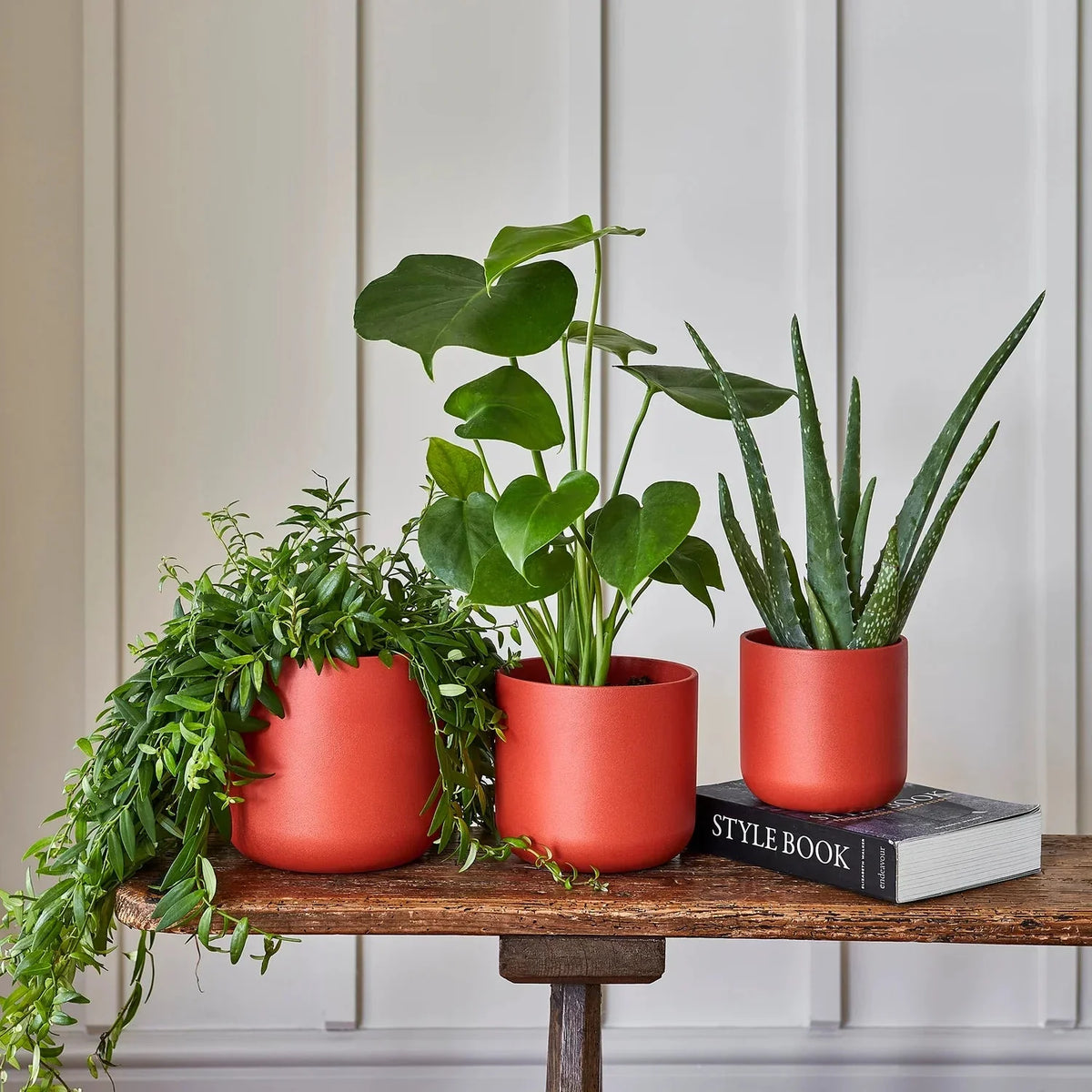 houseplants from ivyline