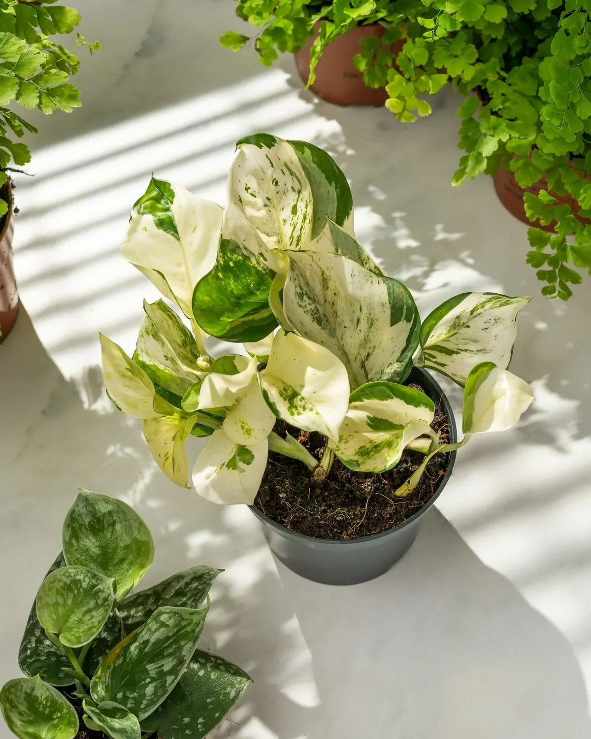 Spring Cleaning for Houseplants: Easy Tips for Healthier, Happier Plants
