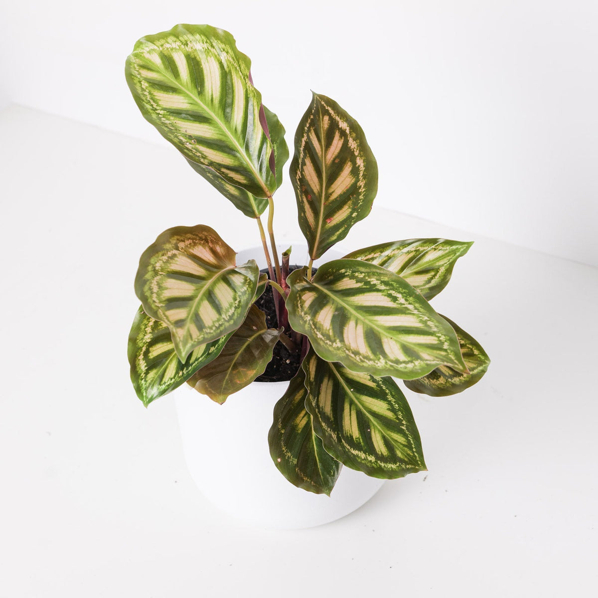 How to Care for Calathea