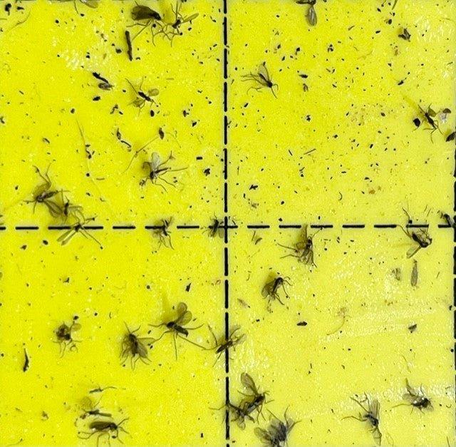 Fungus Gnats? 'Gnat' a Problem - House of Kojo