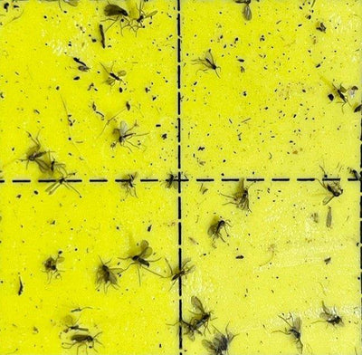 Fungus Gnats? 'Gnat' a Problem