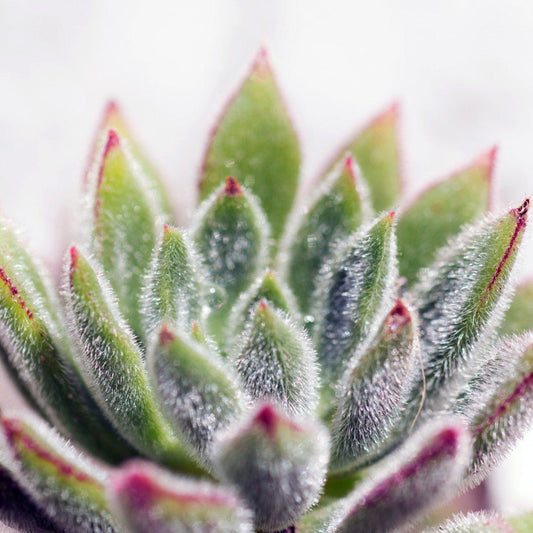 Getting Your Houseplants Winter-Ready: A Guide to Keeping Them Cosy, Happy and Healthy - House of Kojo