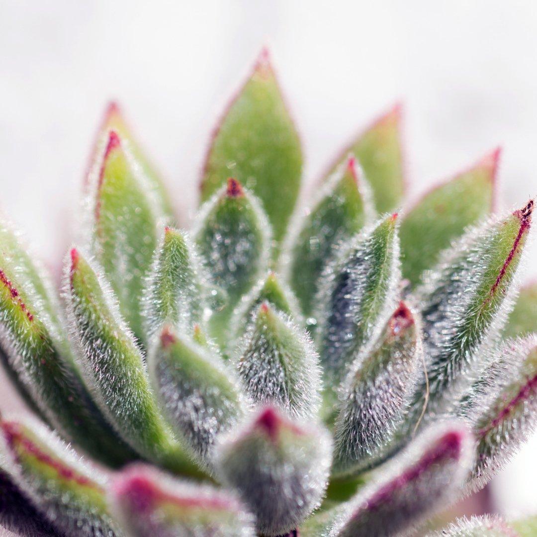 Getting Your Houseplants Winter-Ready: A Guide to Keeping Them Cosy, Happy and Healthy - House of Kojo
