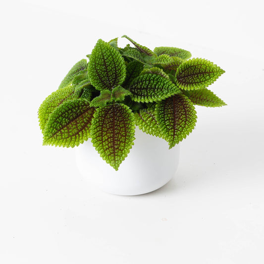 How to Care for Pilea