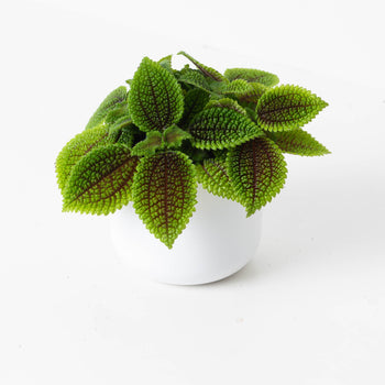 How to Care for Pilea
