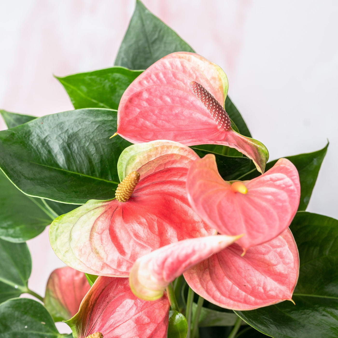 How to Keep Your Houseplants Healthy Through Winter - House of Kojo
