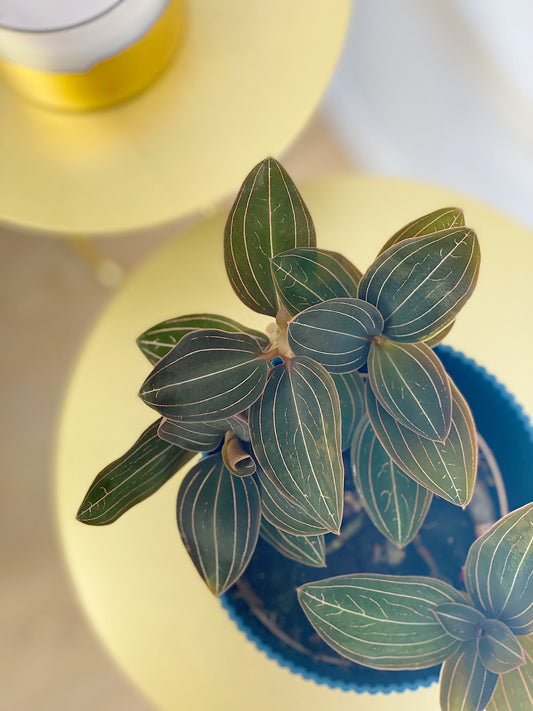 How to Set Up a Plant Cabinet for Humidity-Loving Houseplants