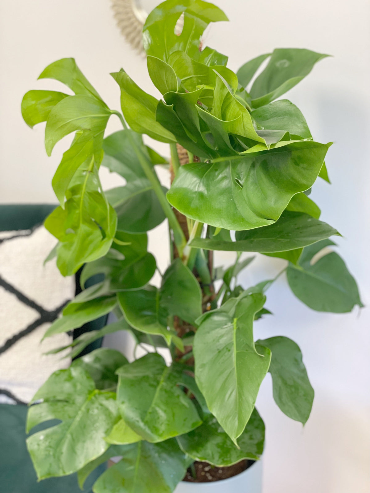 5 Large Statement Houseplants Your Home Needs