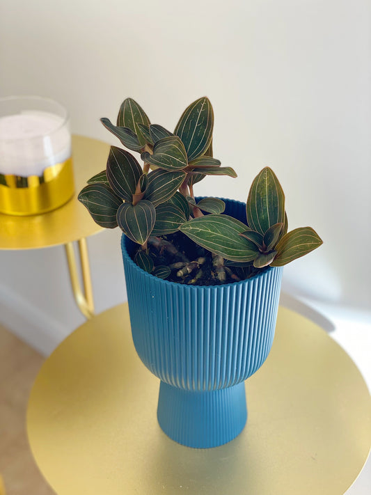 How to Set Up a Plant Cabinet for Humidity-Loving Houseplants