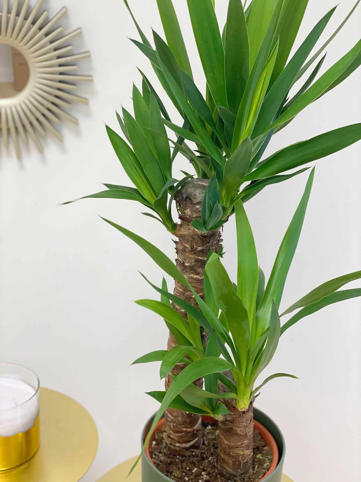 How to Care for Yucca