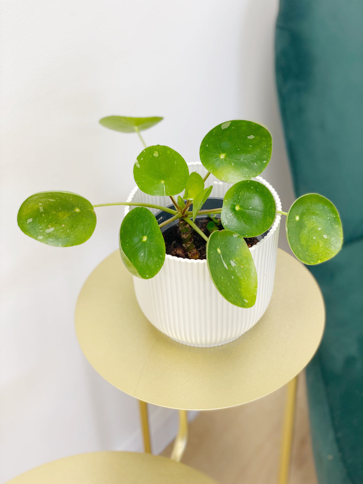 5 Ways to Propagate Houseplants