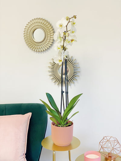 How to Get Your Orchids to Rebloom