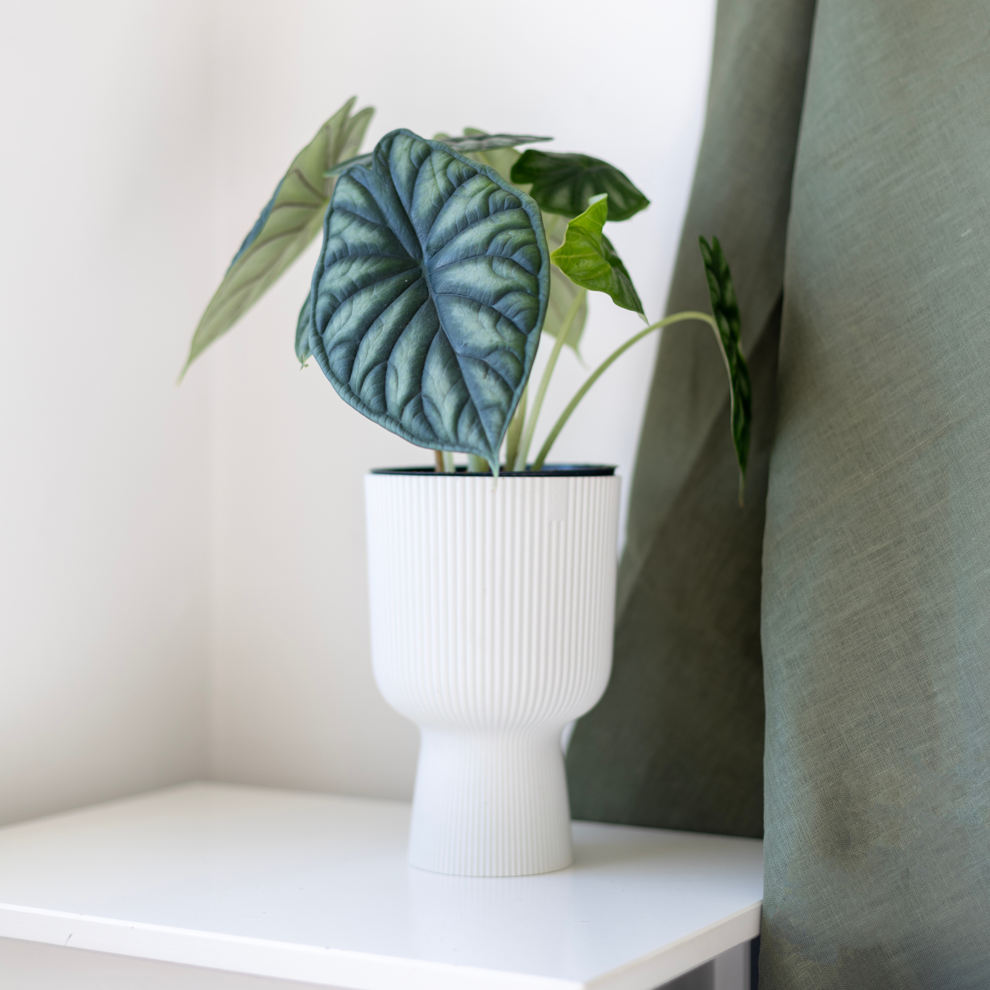 Three tips for new houseplant parents | House of Kojo