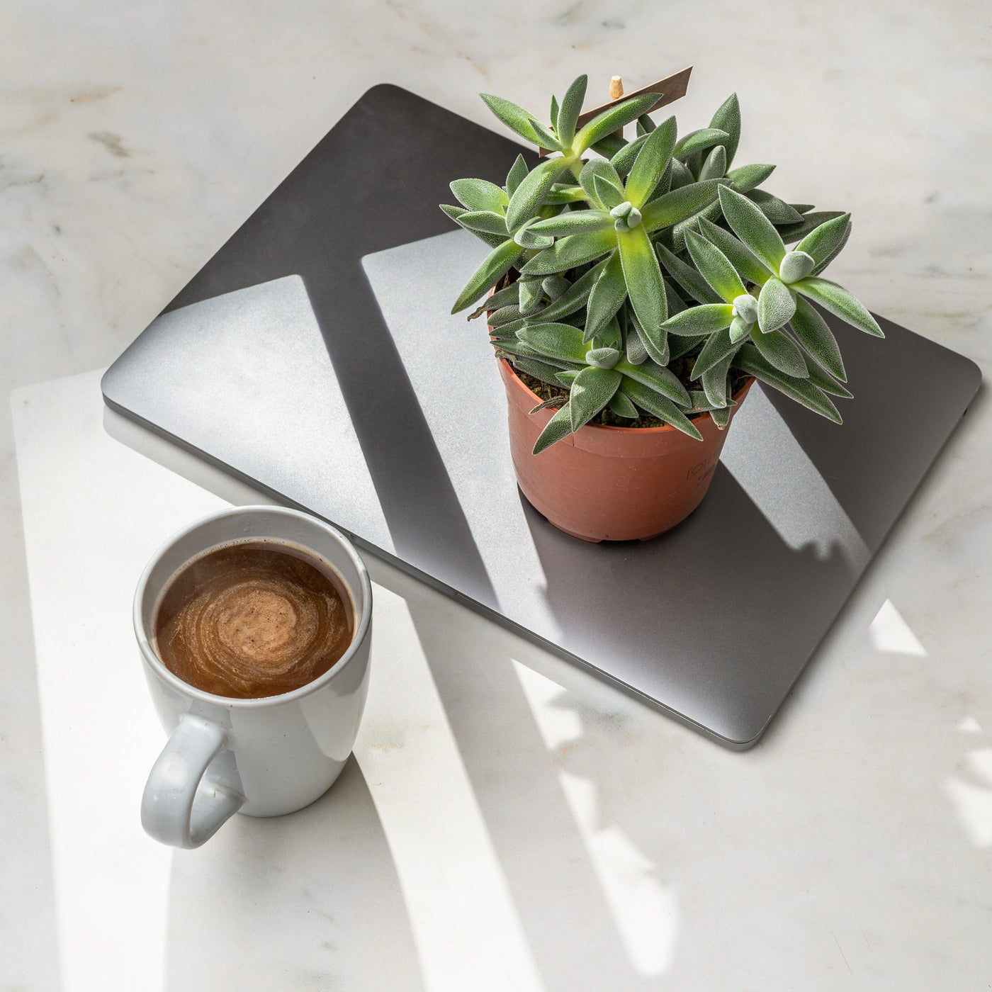 Mental health, house plants & me - House of Kojo
