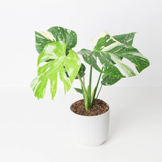 How to care for a Monstera Thai Constellation