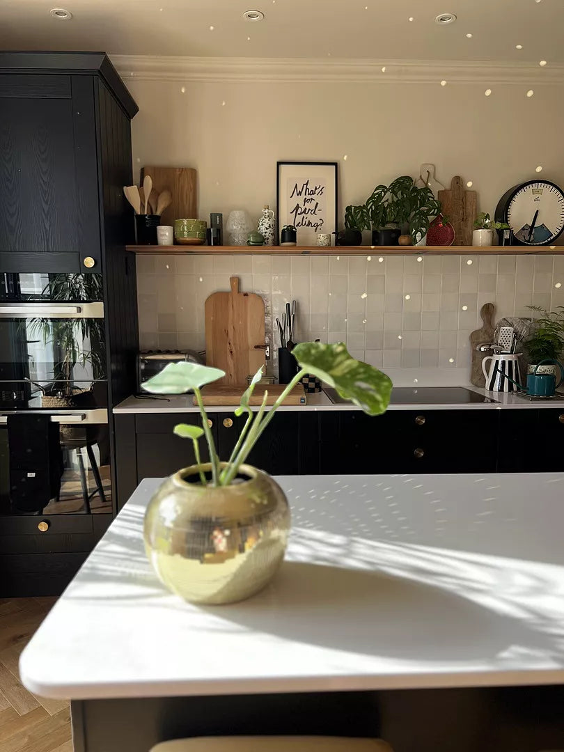 The Best Houseplants for Your Kitchen