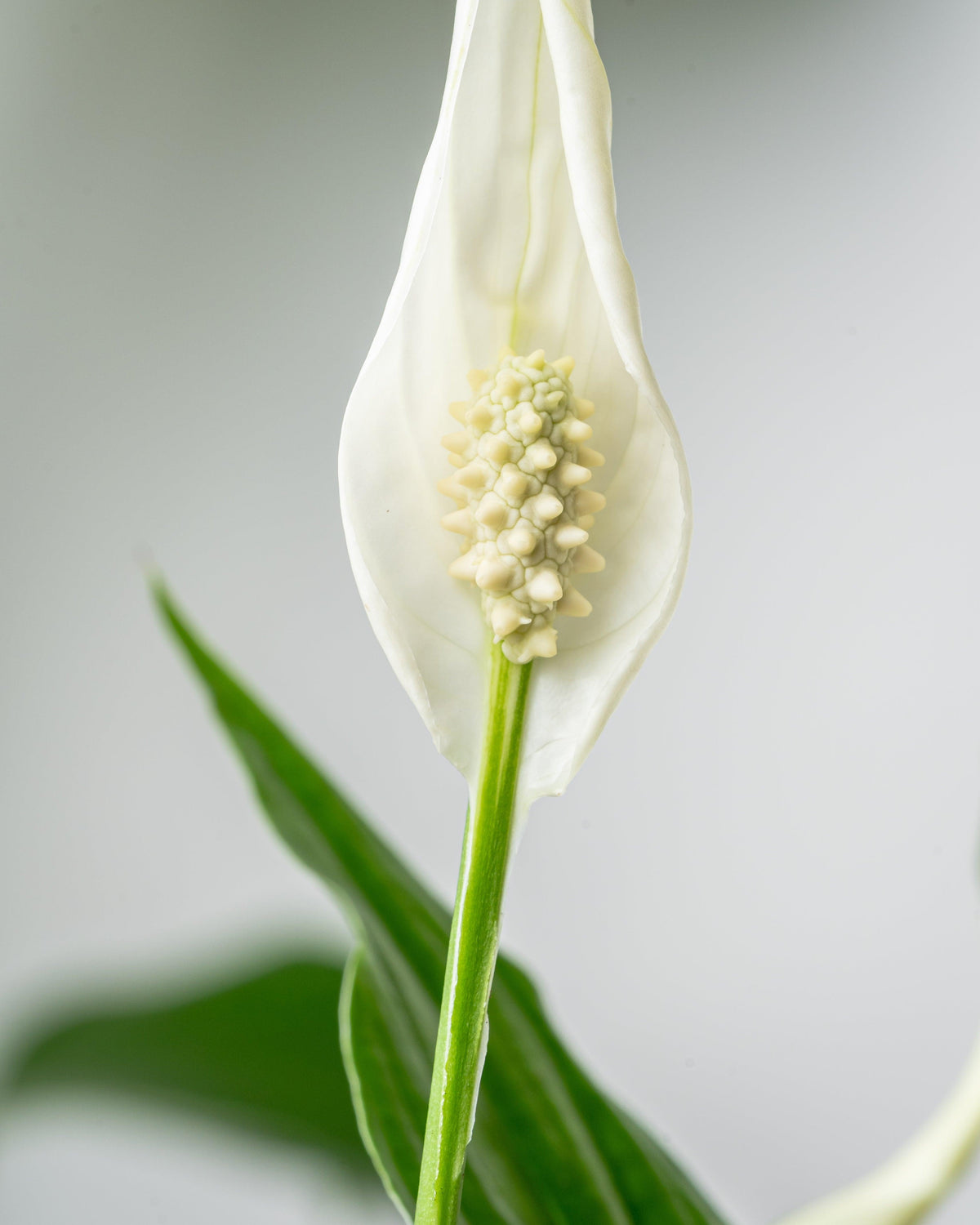 Our Favourite Air purifying plants! - House of Kojo