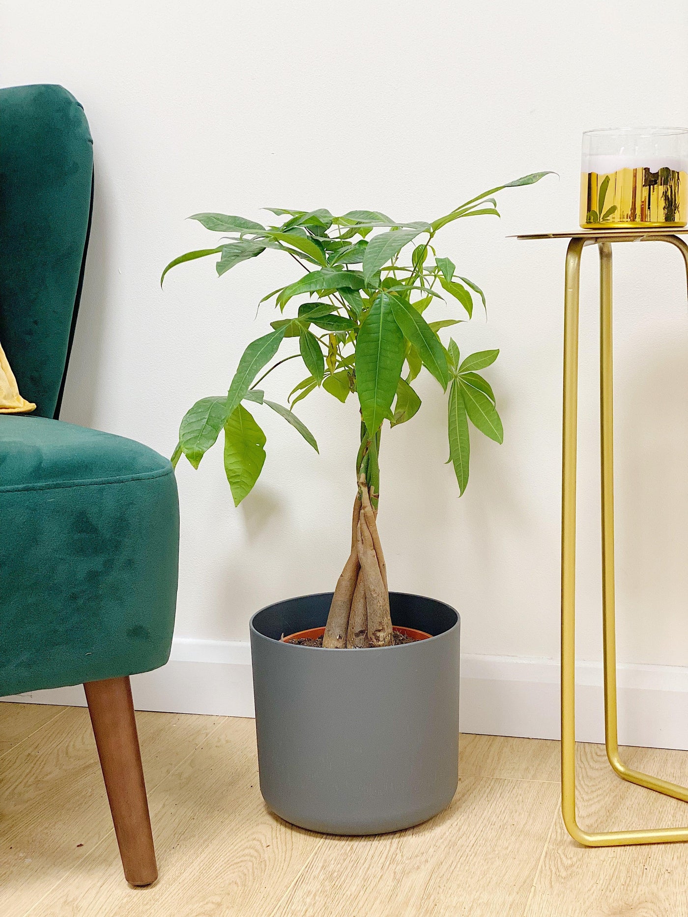 Say Hello to 2026’s Houseplant of the Year – The Money Tree!