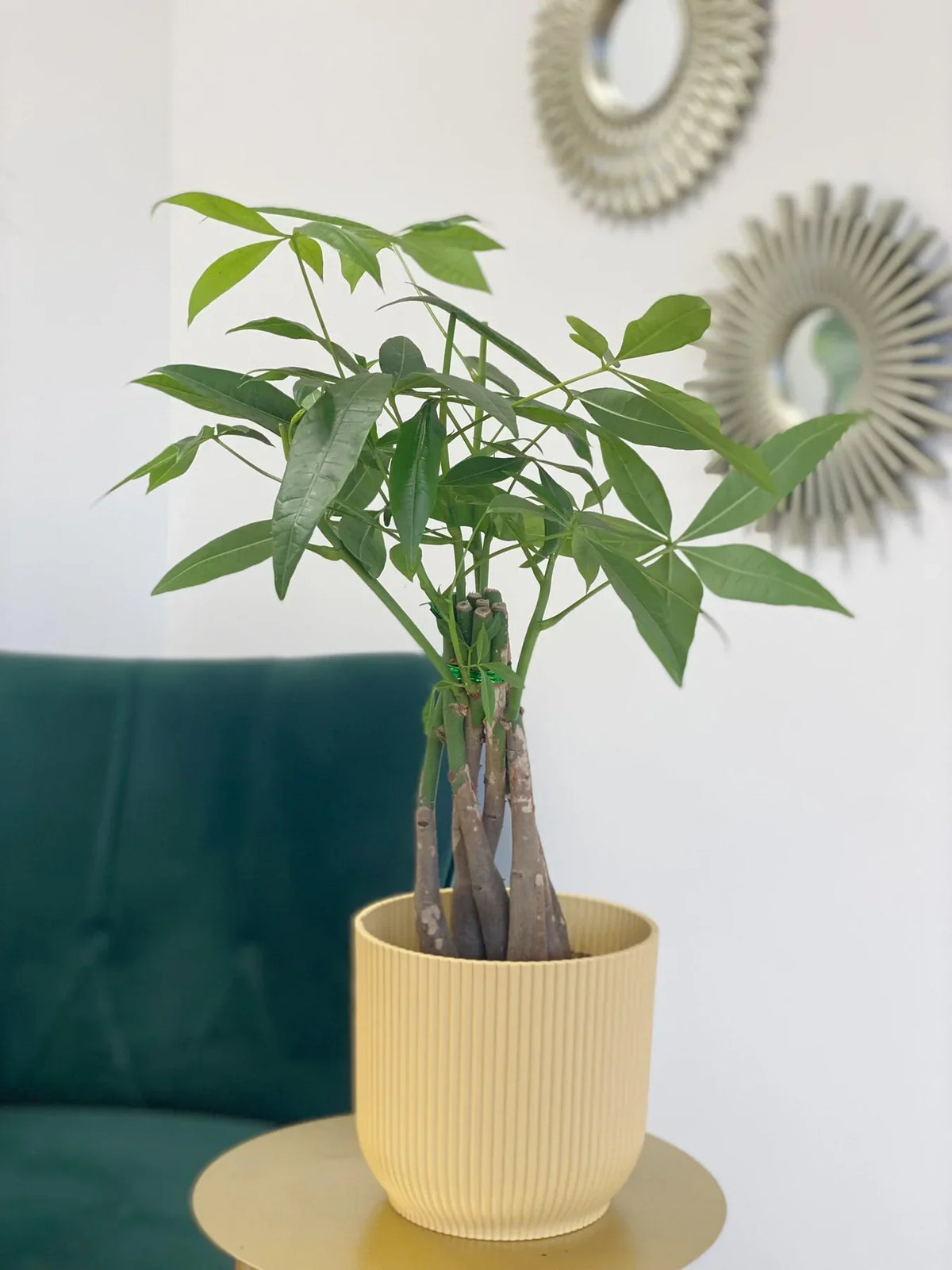 Avoid Root Rot With These 3 Simple Steps
