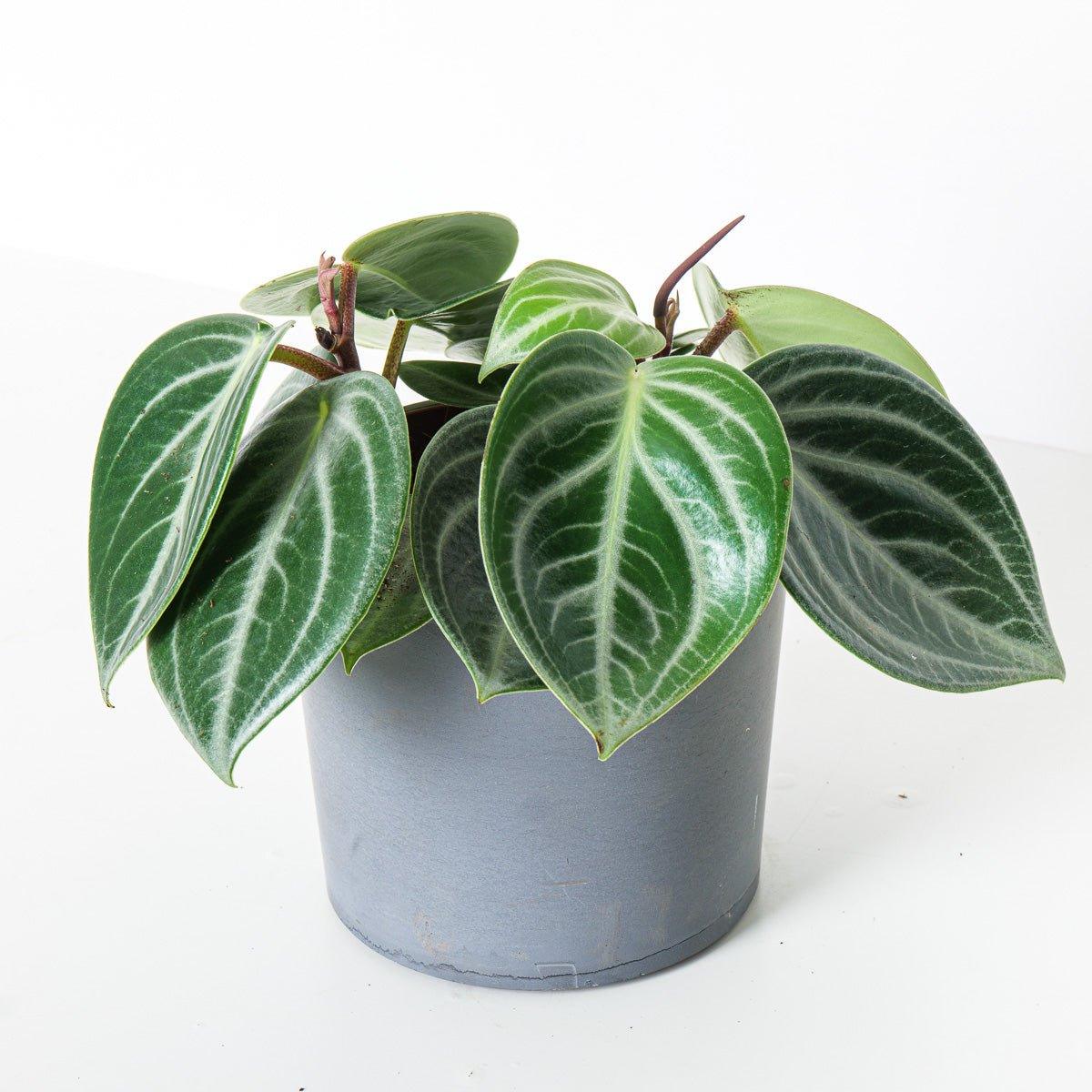 How to Care for Peperomia