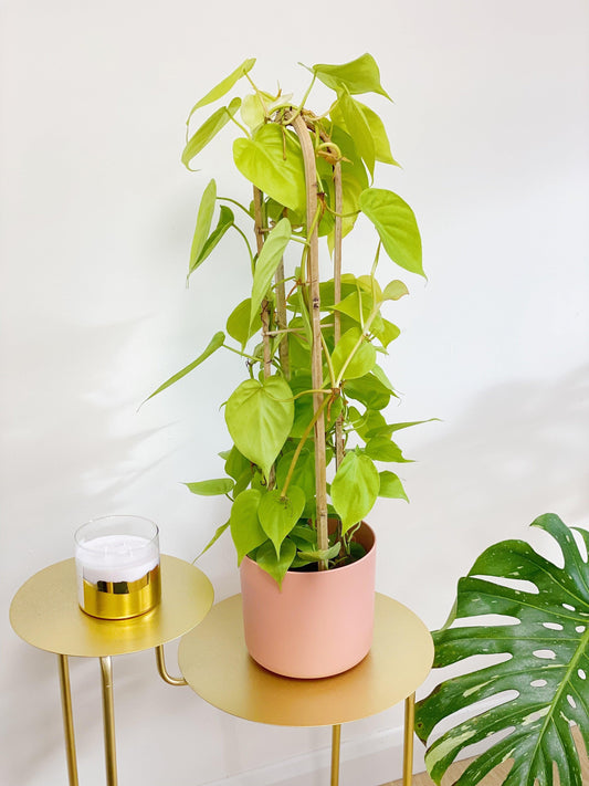 How do I propagate a Philodendron?