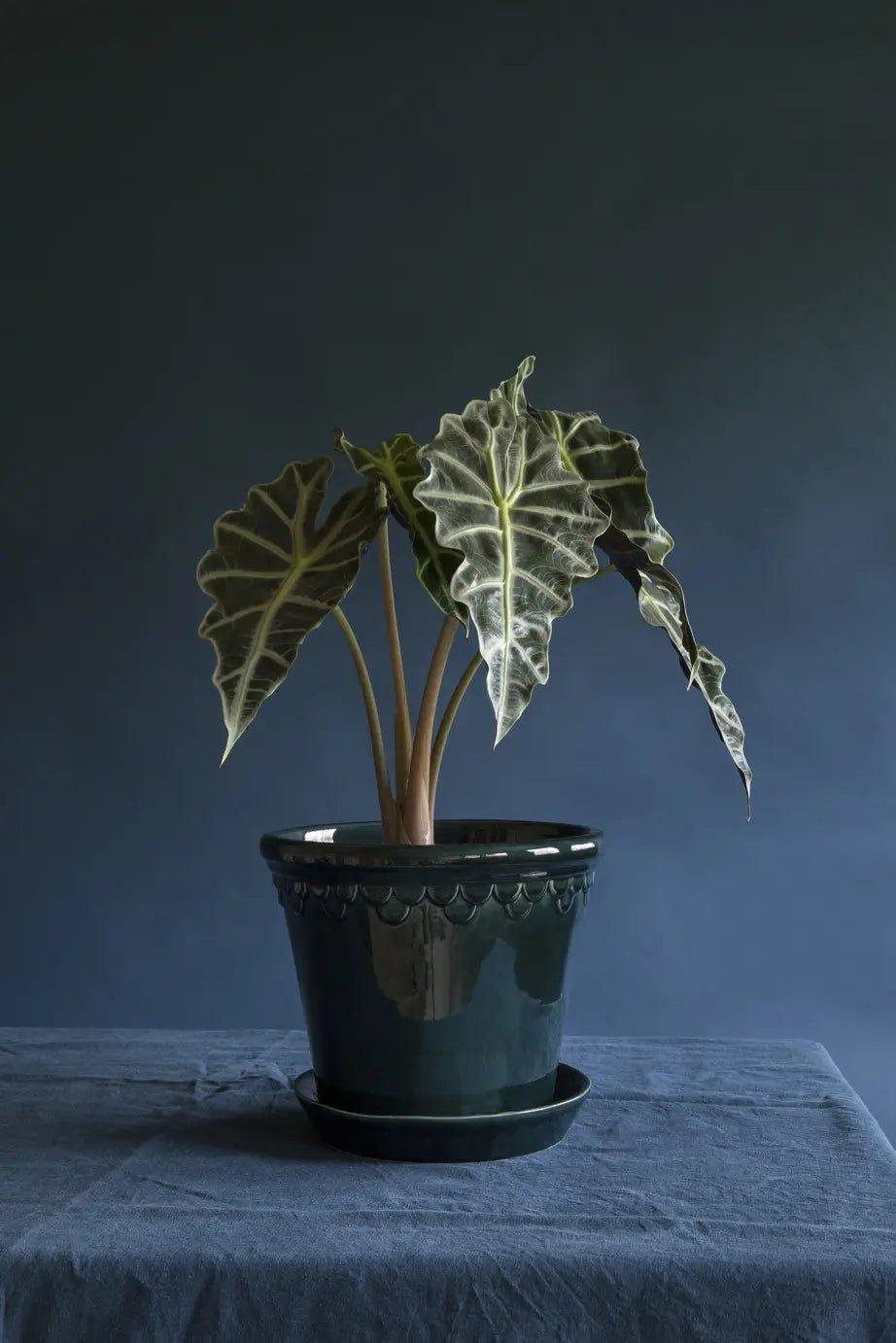 Plant care is self-care: seven lessons we can learn from our houseplants - House of Kojo