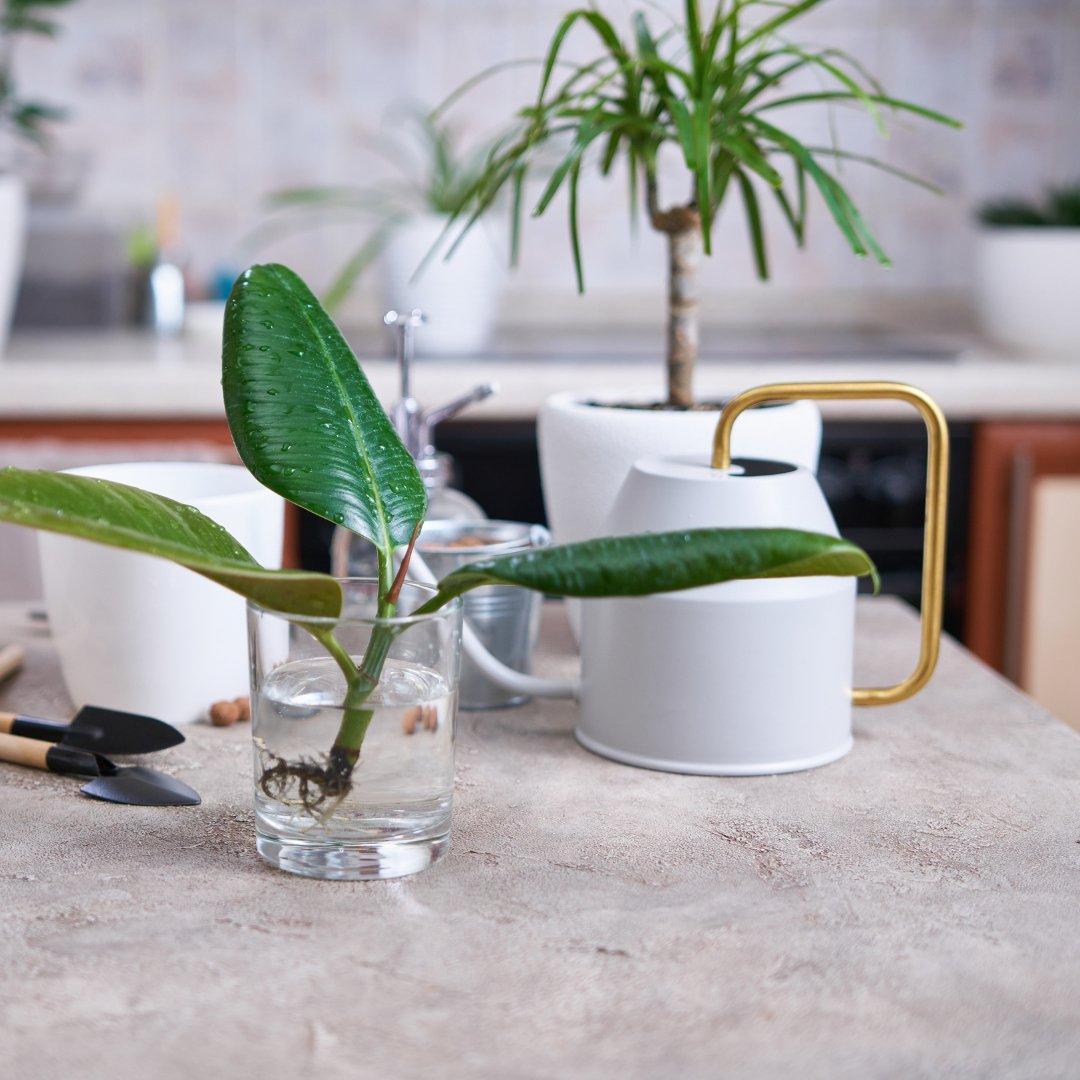 Propagating Your Houseplants - House of Kojo