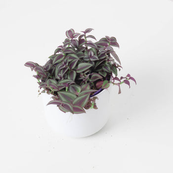 How to Care for Tradescantia