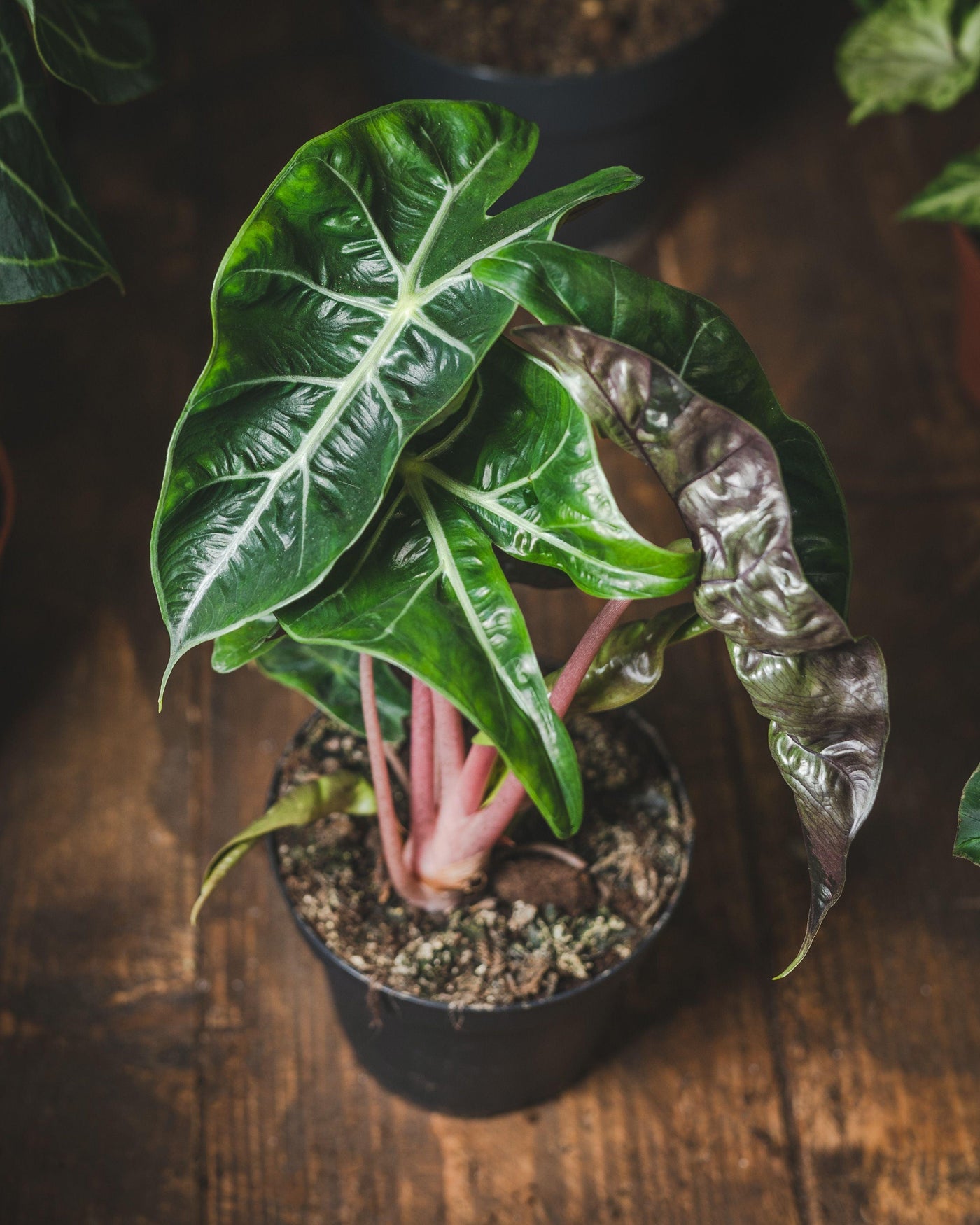 Remarkable Alocasia at House of Kojo - House of Kojo