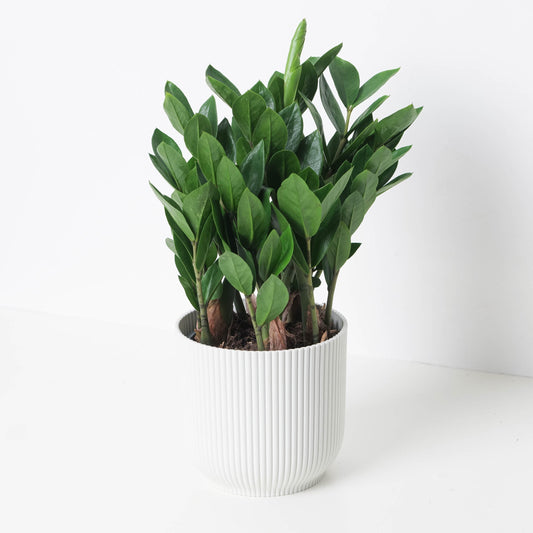 How to Care for Zamioculcas (ZZ Plants)