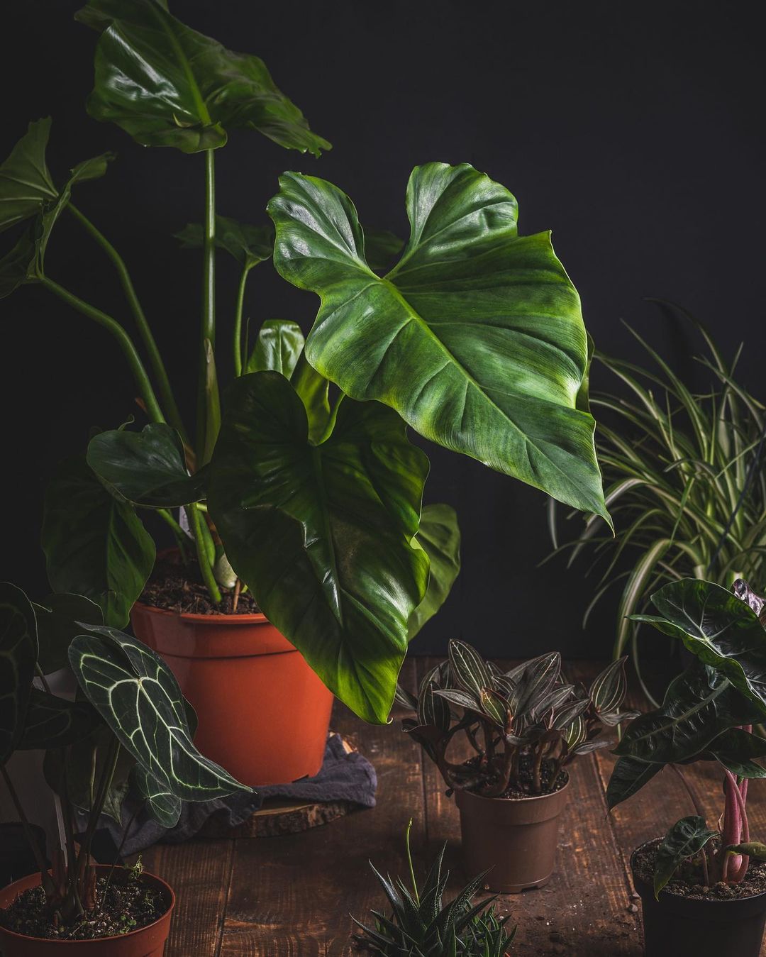 halloween pumpkins and houseplants