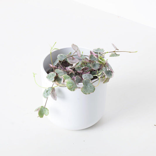 How to care for Ceropegia (String of Hearts)
