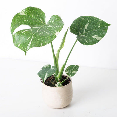 The Star of the Show: Monstera Thai Constellation!