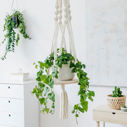 BOSTON FERN IN BATHROOM