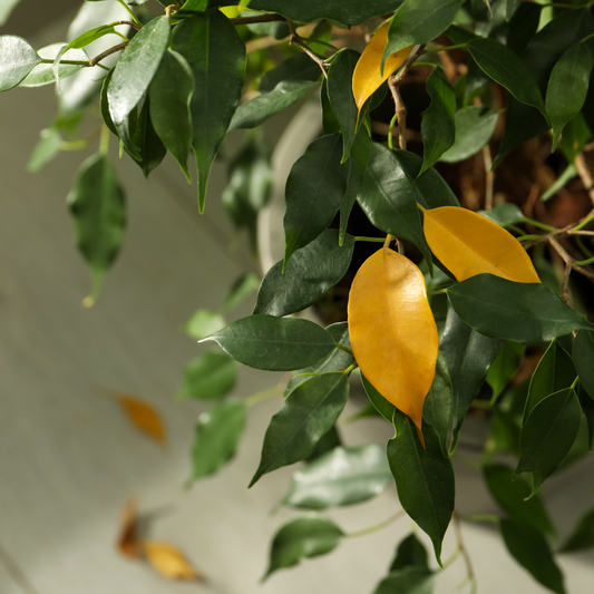 yellow leaves on ficus