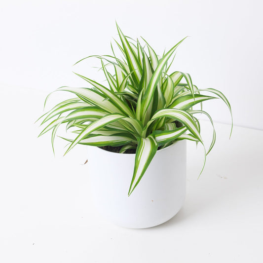 How to Care for Chlorophytum (Spider Plant)