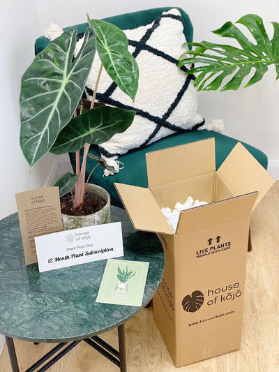 Plant Subscriptions | Gifts for any Occasion - House of Kojo