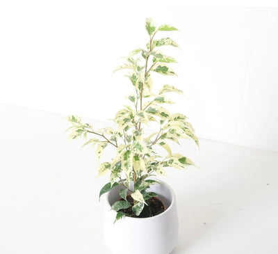 Plants For Your Bedroom - House of Kojo