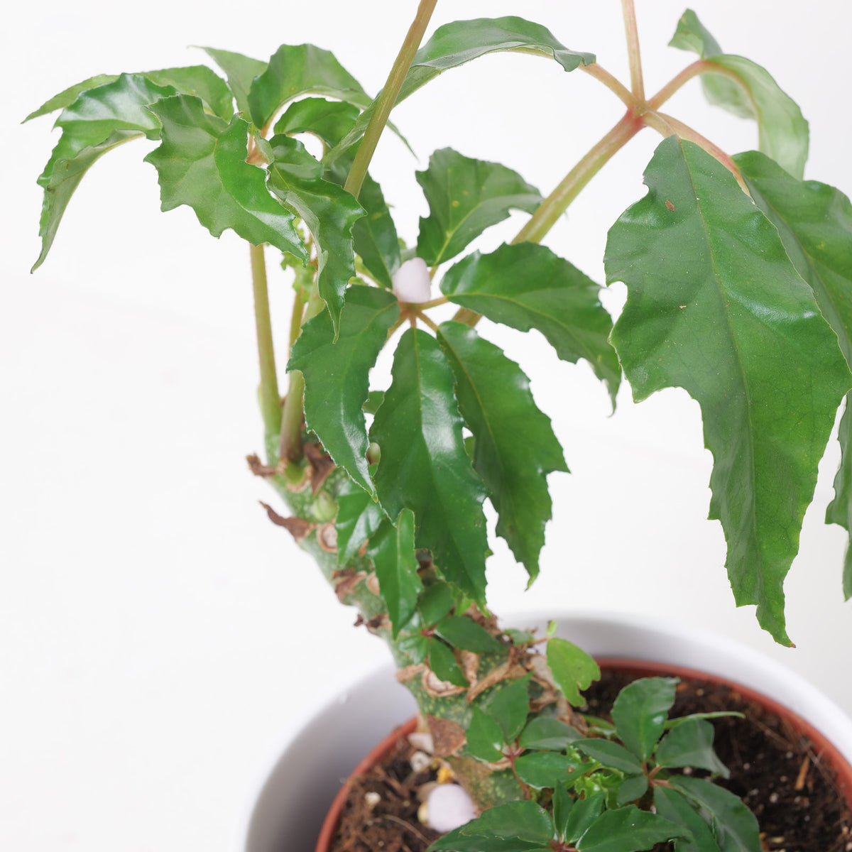 Begonia Carolineifolia - House of Kojo