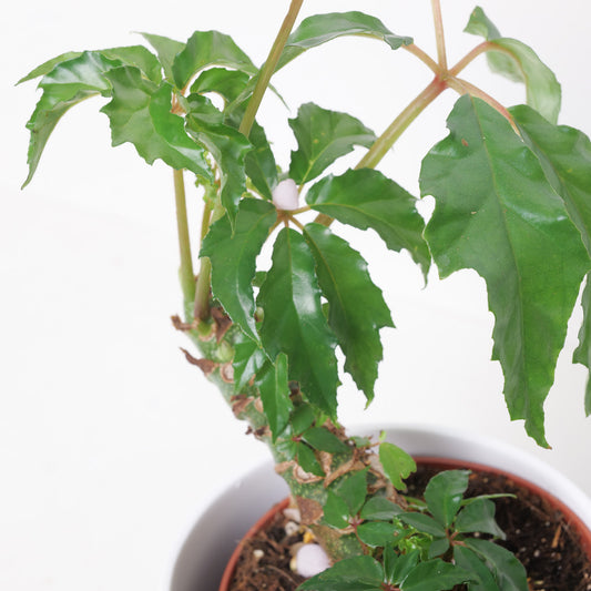 Begonia Carolineifolia - House of Kojo