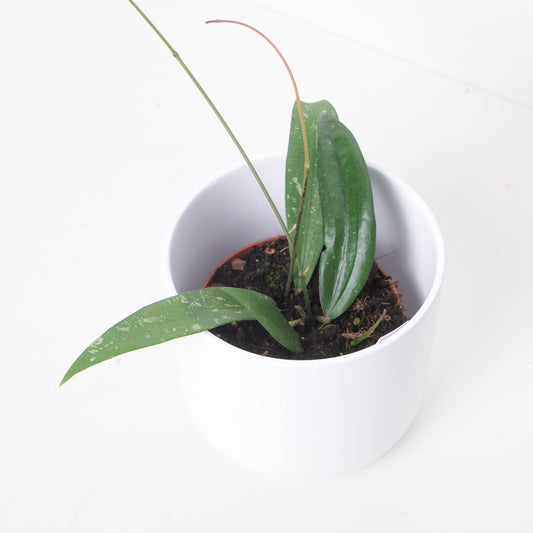 Hoya rafflesia - House of Kojo