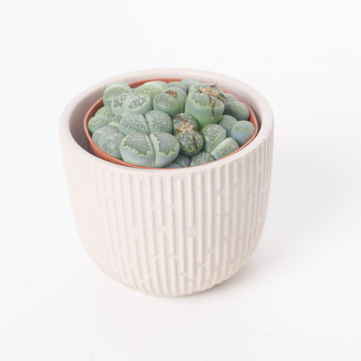 Lithops sp. - House of Kojo