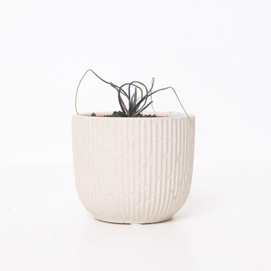Alocasia Flying Squid - House of Kojo