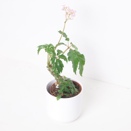 Begonia Carolineifolia - House of Kojo