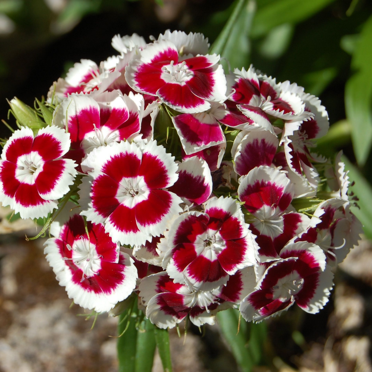Sweet William 'Holborn Glory' Seeds - House of Kojo