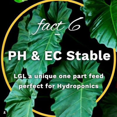 Liquid Gold Leaf Plant Fertiliser - House of Kojo