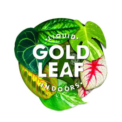Liquid Gold Leaf Plant Fertiliser - House of Kojo