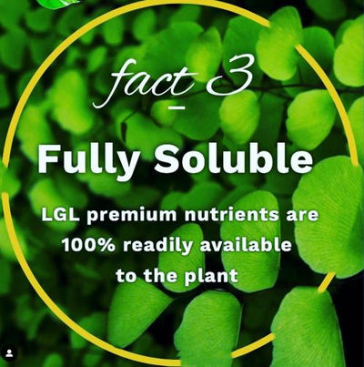 Liquid Gold Leaf Plant Fertiliser - House of Kojo