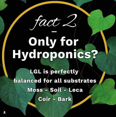Liquid Gold Leaf Plant Fertiliser - House of Kojo
