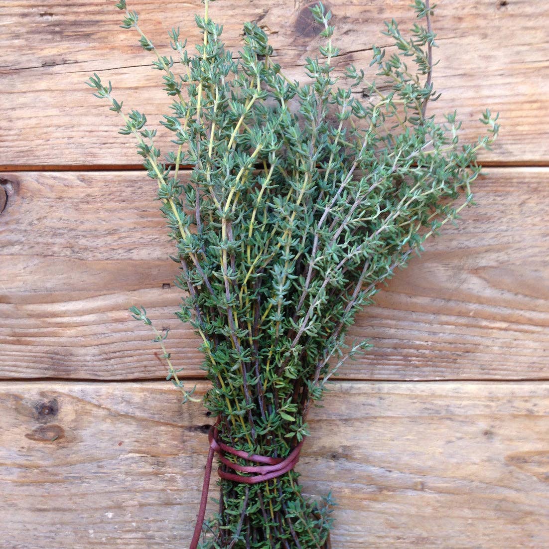 Thyme 'de Provence' Seeds - House of Kojo